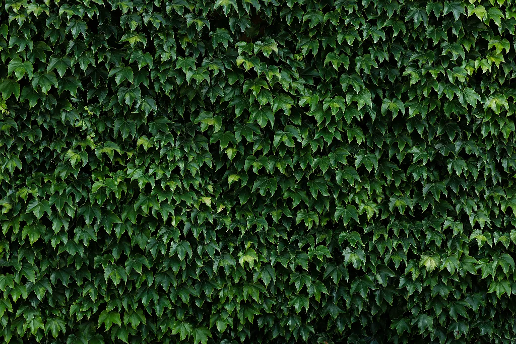 wall covered in ivy