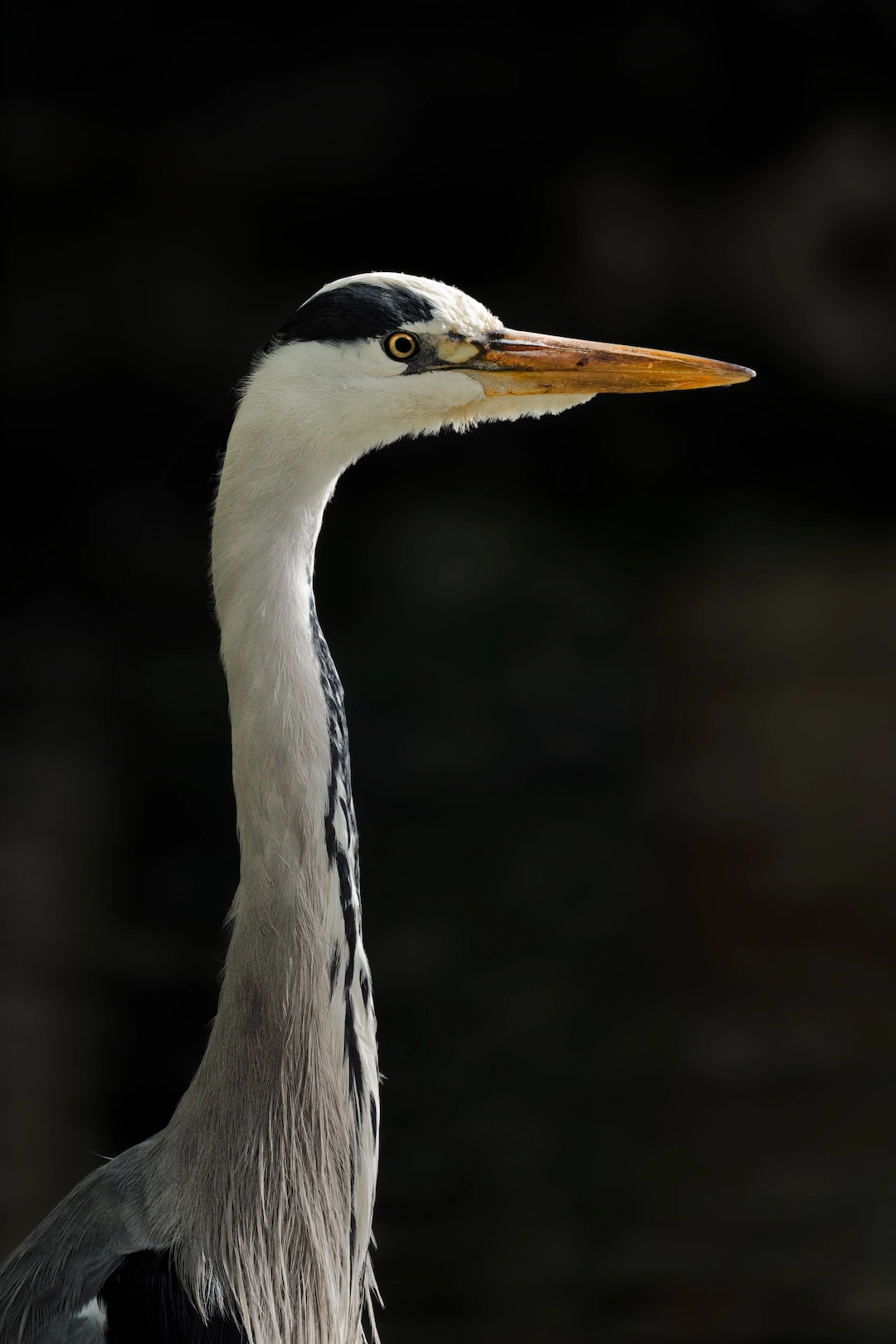 grey heron