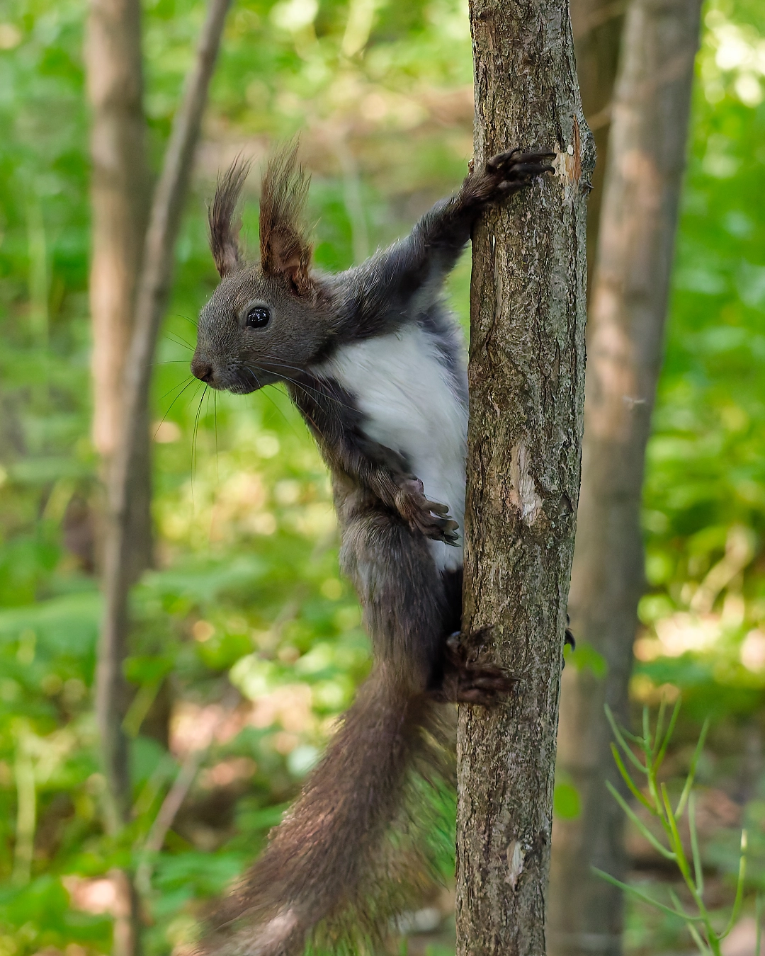 squirrel looking at camera