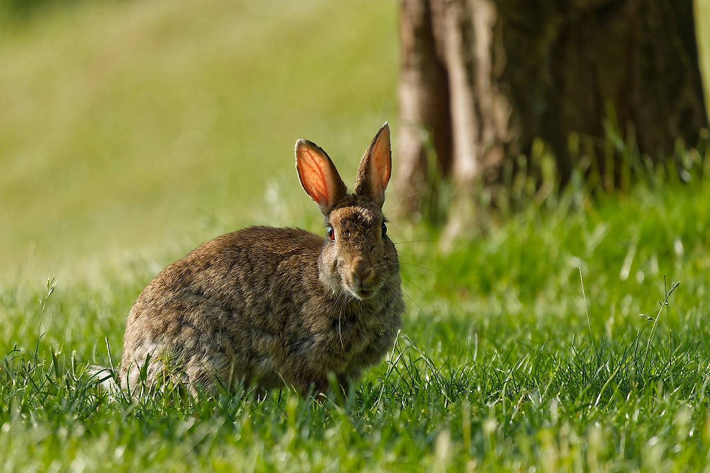 rabbit looking at camera