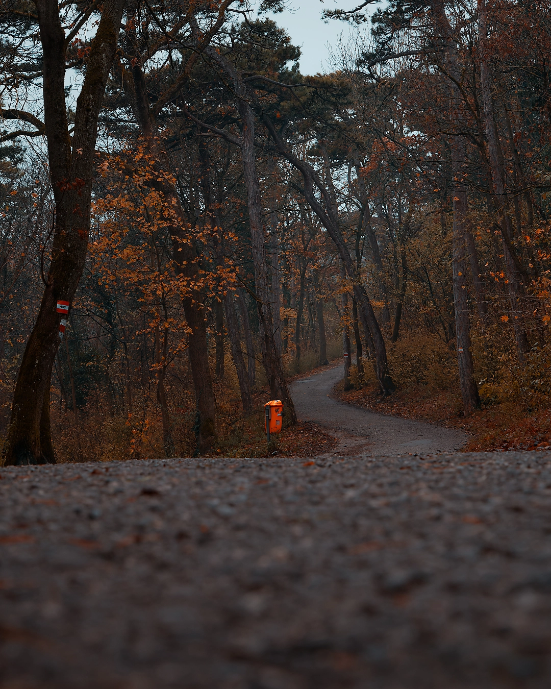 autumn forest