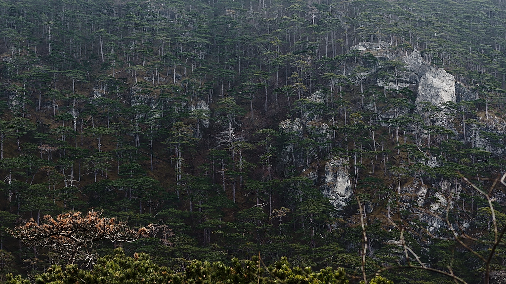 forested hills