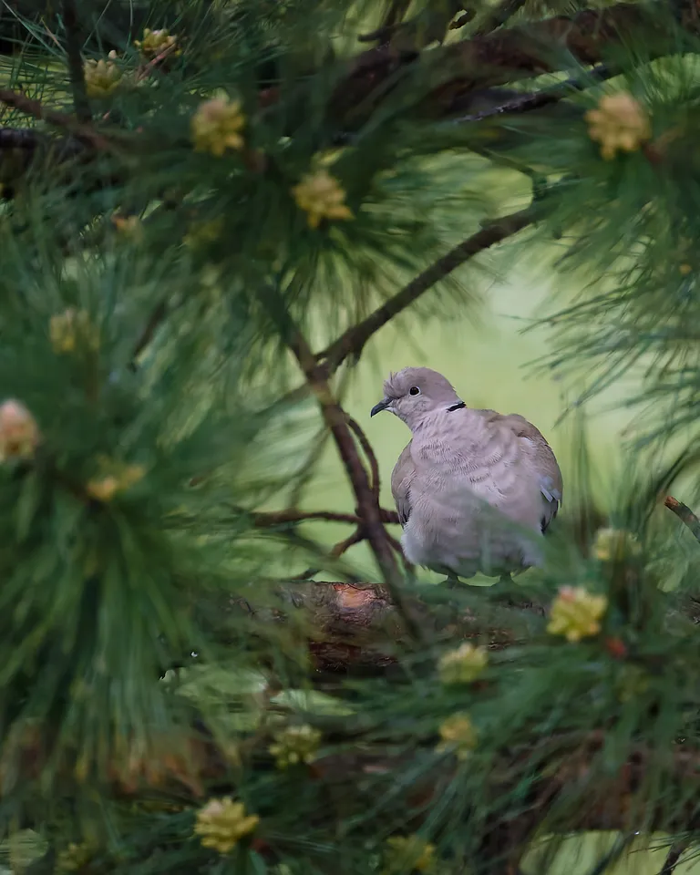 Pigeon in a tree, Brunn am Gebirge, Austria.