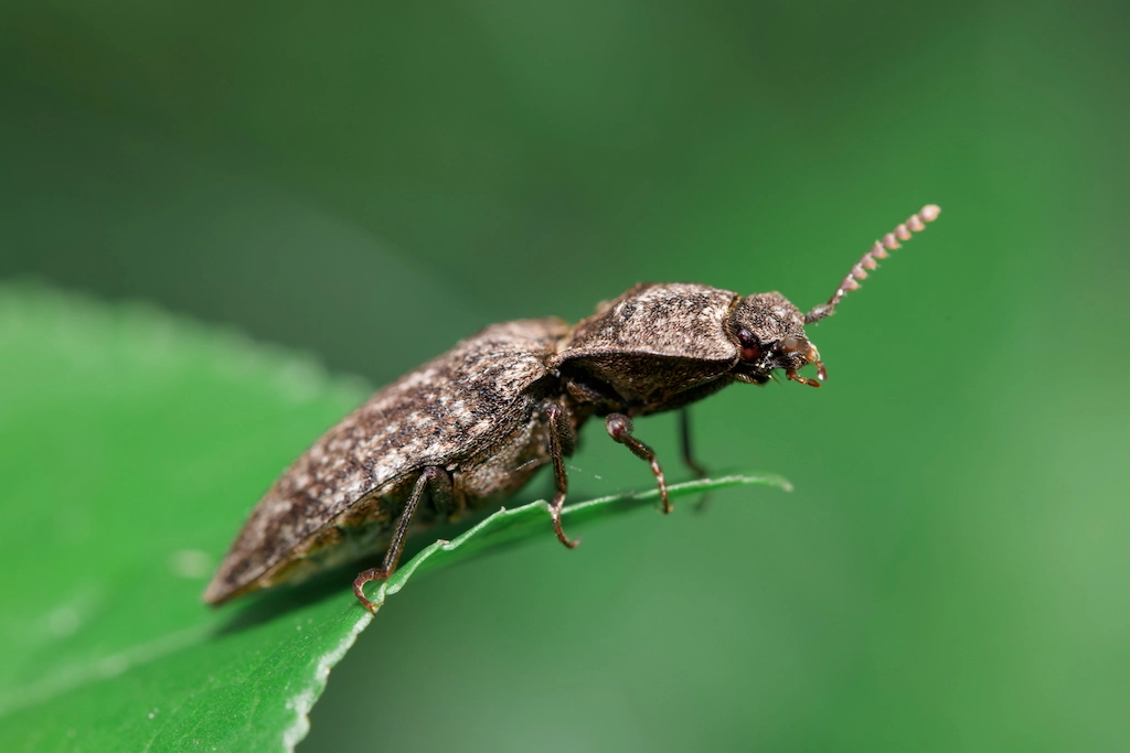 bug on a leaf