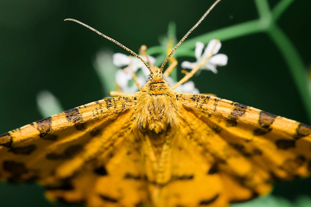 yellow butterfly on flower