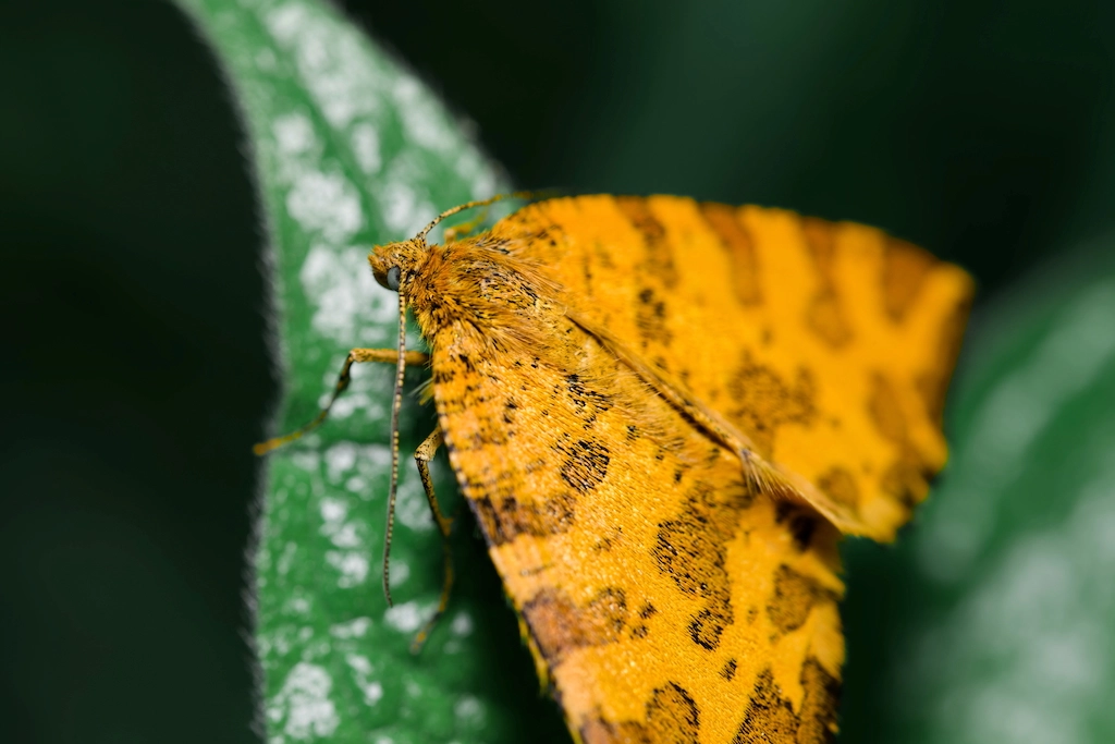 yellow butterfly