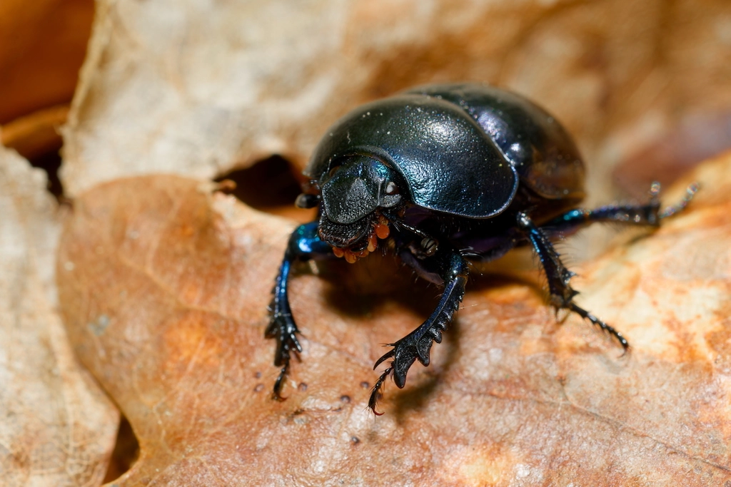 beatle on dry leaf