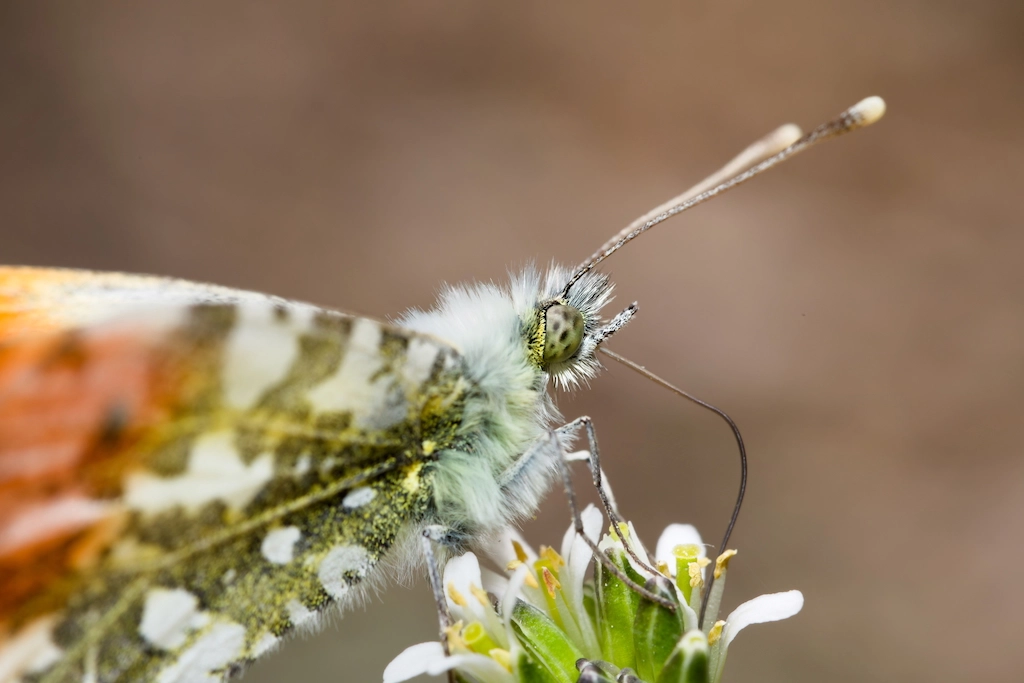 butterfly feeding on a flower