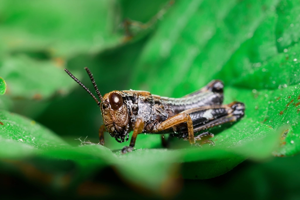 grasshopper on a leaf