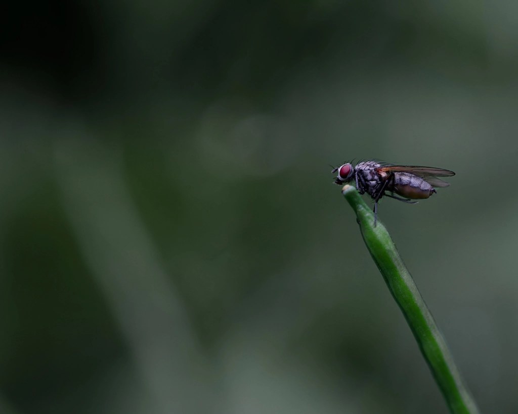 fly on the tip of a leaf