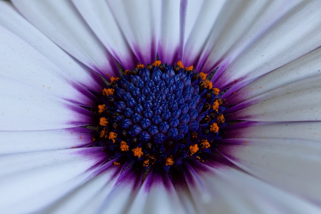 flower petals