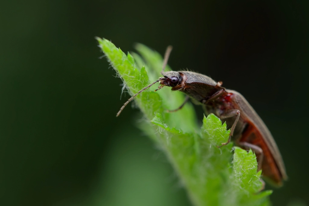 bug on a leaf