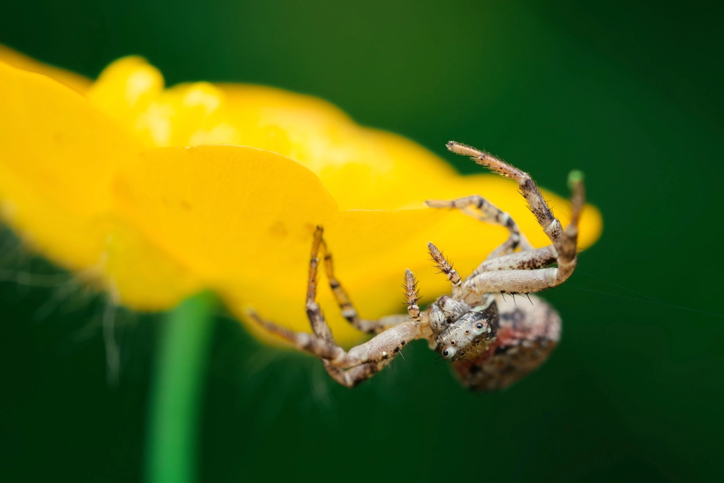 spider on yellow flower