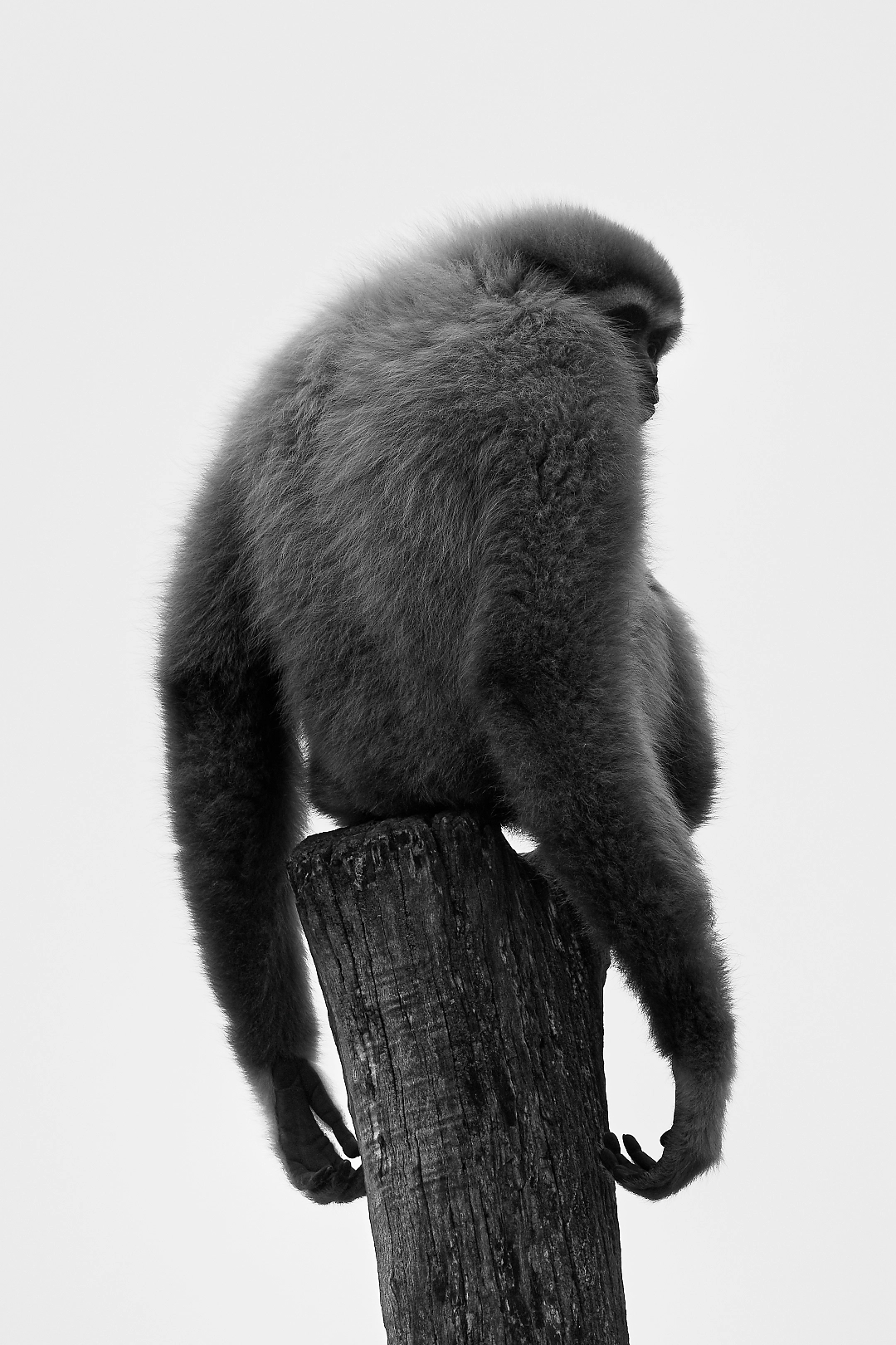 monkey_sitting_on_a_pole