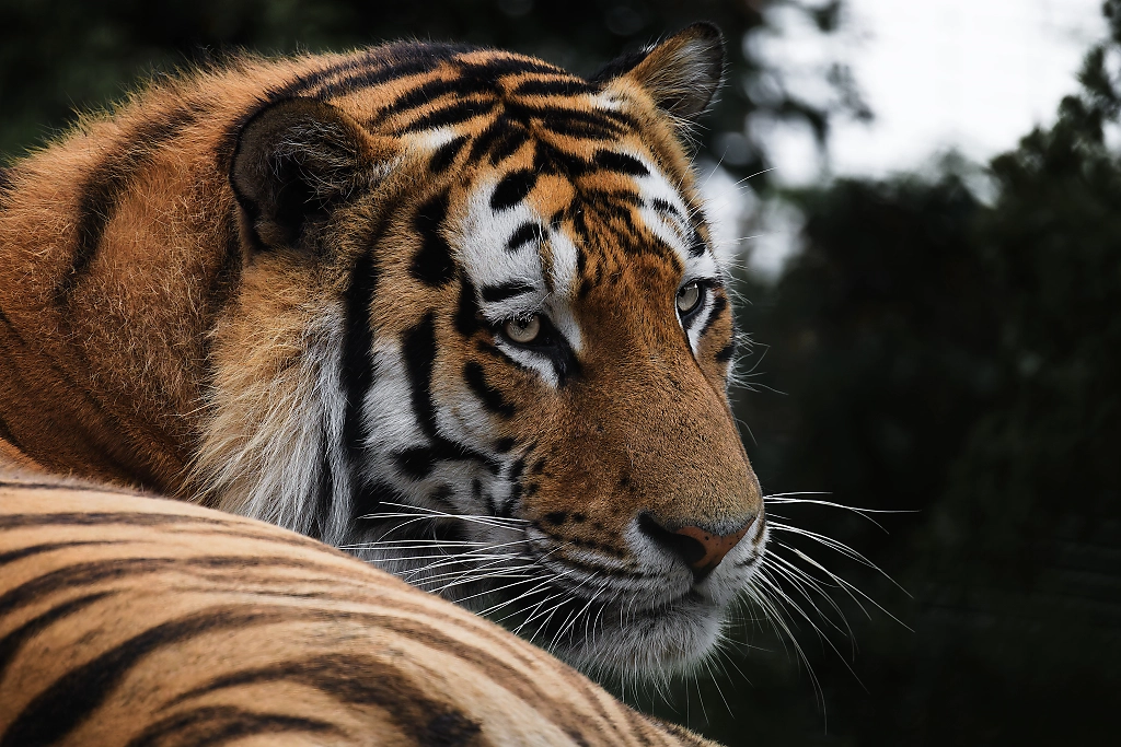 tiger looking over his back