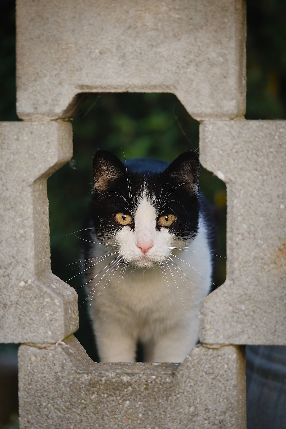 cat in fence looking at camera