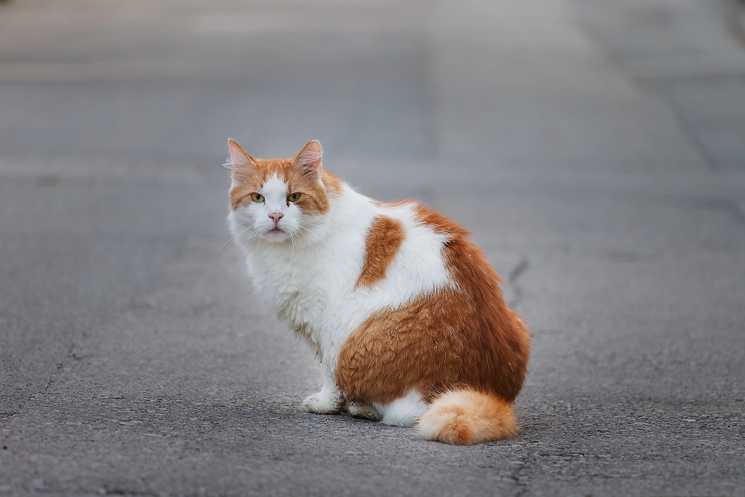 cat on street looking at camera