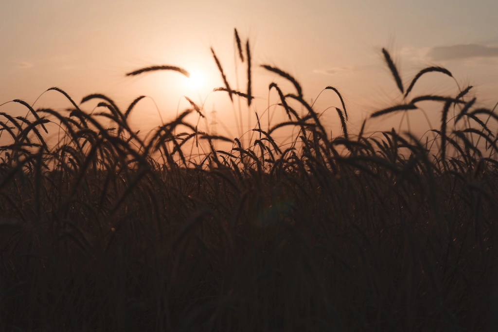 sunset behind cornfield