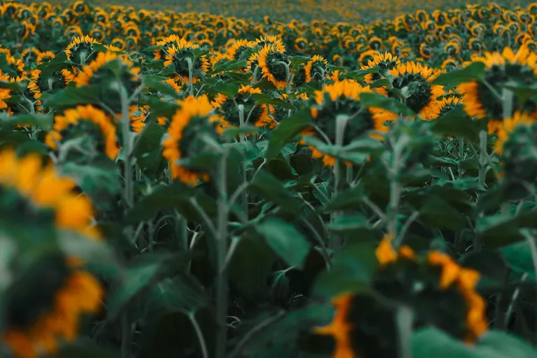 Sunflower field next to Mödling, Austria.