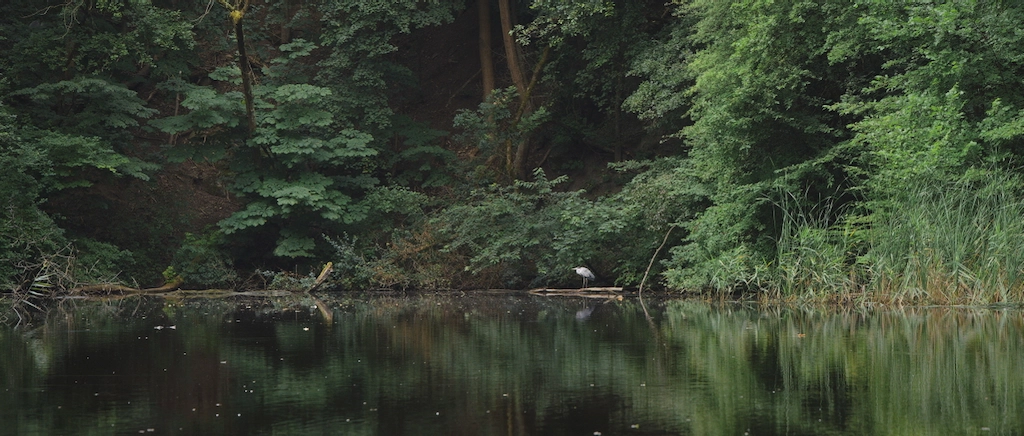 heron on lake in forest