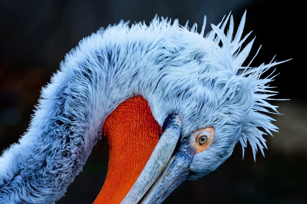 pelican looking at camera