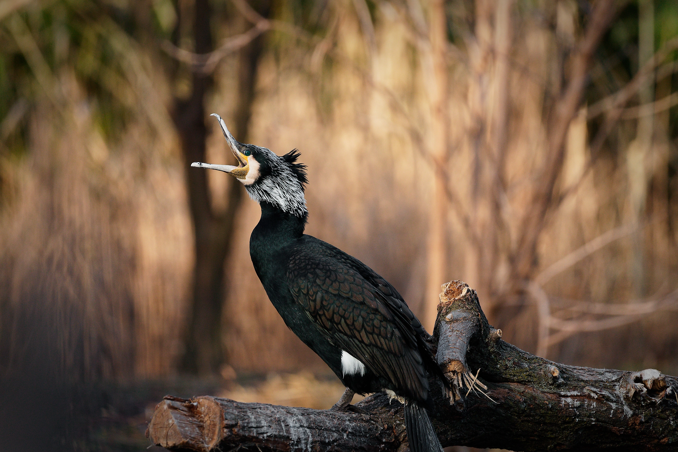 cormorant