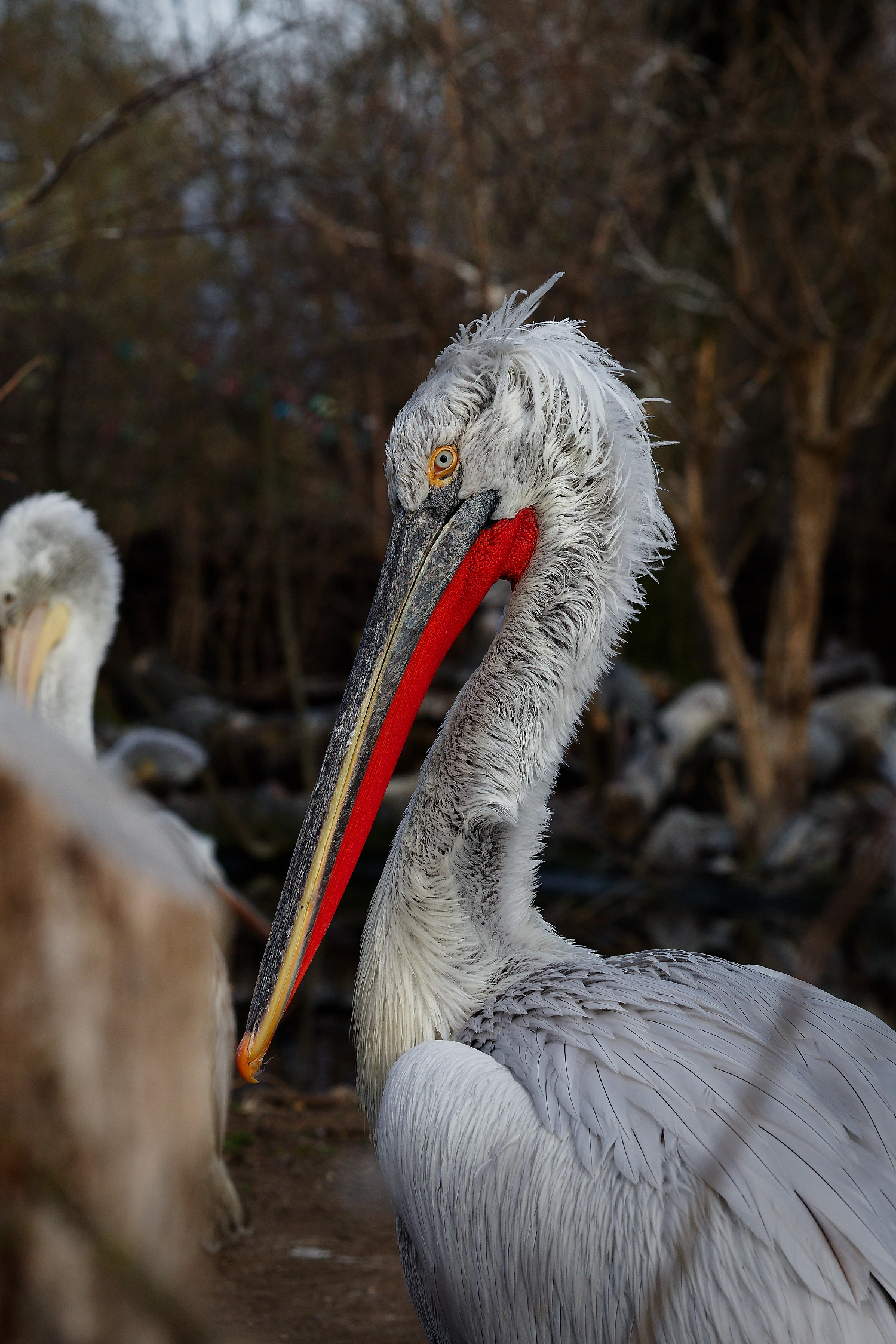 pelican