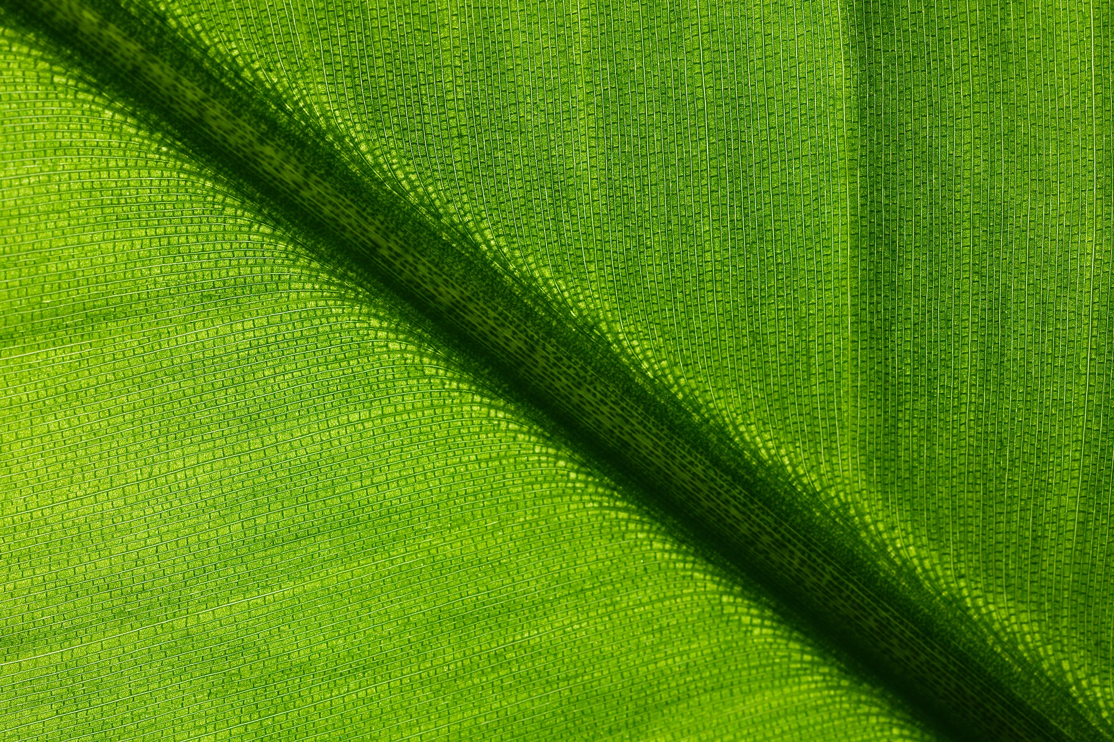 leaf macro