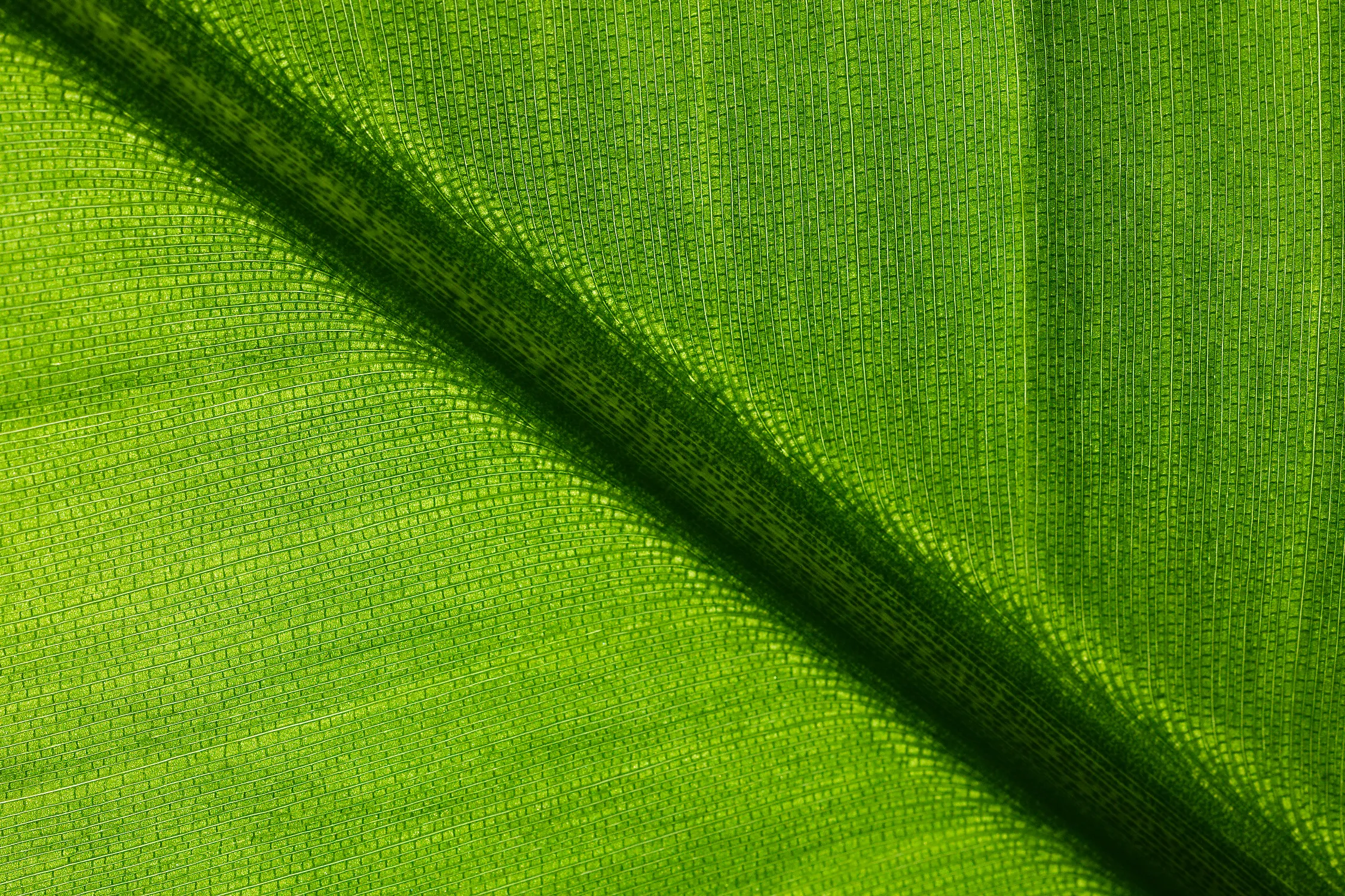 leaf macro