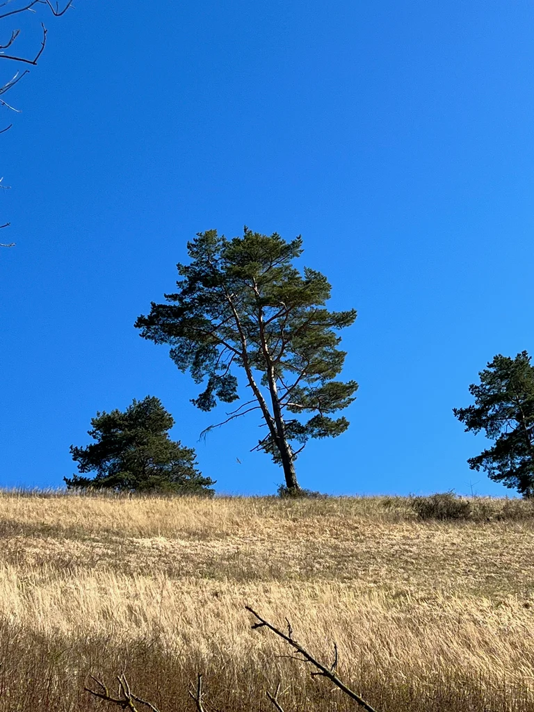 A single tree on a hill near Dörnberg, Germany.